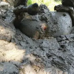 mud and manure gaping asshole