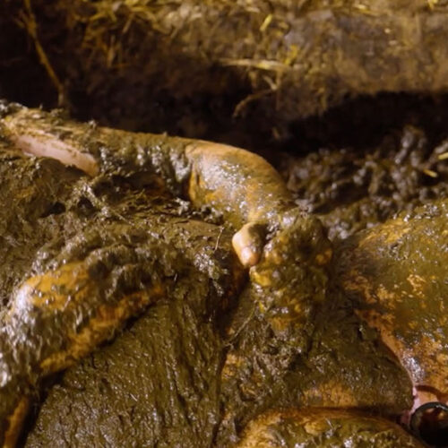 Franky In The Creamy Slurry