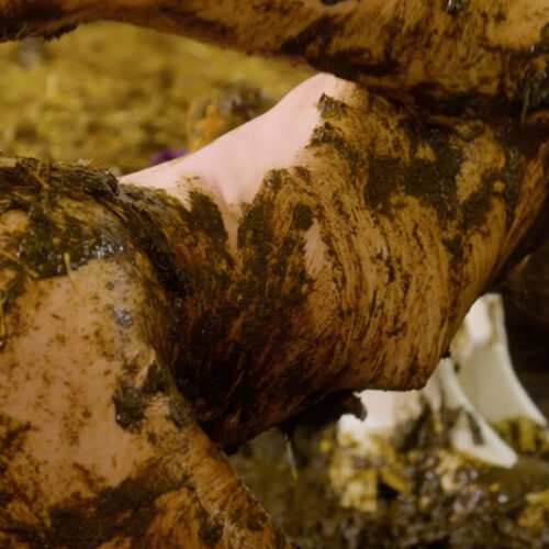 Maria Anjel Returns To The Cowshed